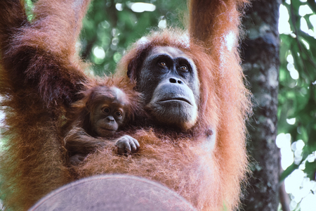 Madre y bebé orangután colgando de un árbol en la selva tropical de Sumatra, Indonesia. Foto de archivo