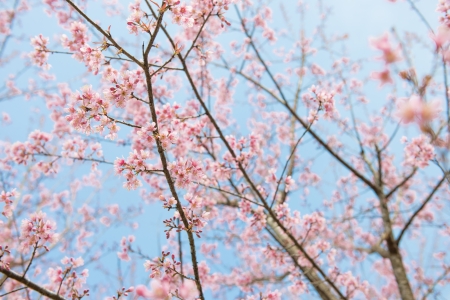 Pink sakura at thailand