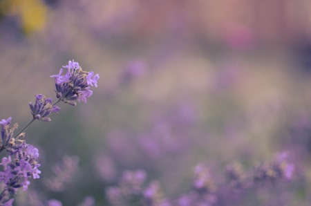 View of fresh lavender in a garden on a blured background ukraine
