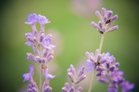 View of fresh lavender in a garden on a blured background clostup ukraine