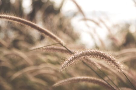 Grass flowers with soft light morning background