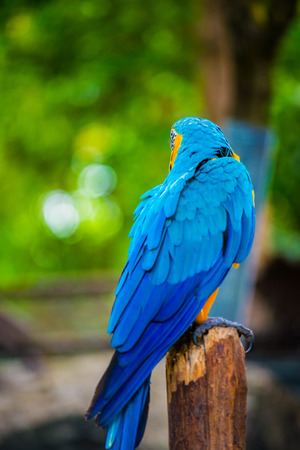 Pájaro de Macaw en el árbol, Tailandia.