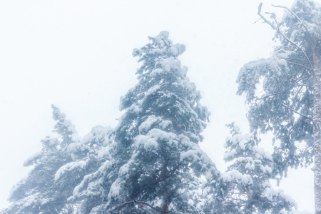 Forest after a heavy snowfall