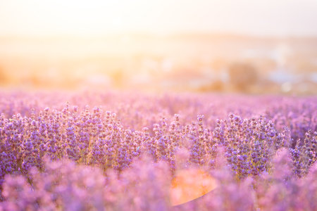 Lavender bushes closeup on sunset sunset gleam over purple flowers of lavender provence region of france