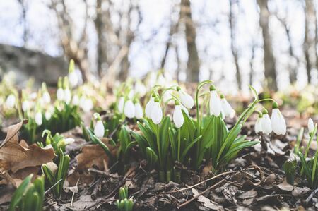 Campanillas de invierno en el bosque de primavera.