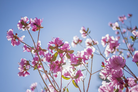 Ledum siberiano en un día soleado de primavera Foto de archivo