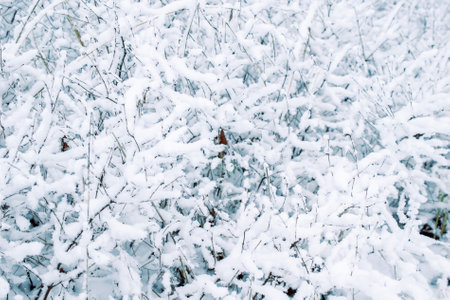 White snow on black branches background or texture