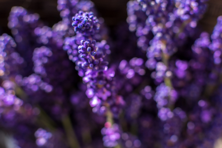 Closeup purple lavender branches on blurred background