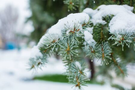 Green christmas trees in a winter park covered with snow