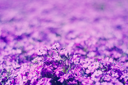 Flores violetas brilhantes como um fundo floral (DOF muito raso, foco na frente com copyspace para o seu texto), estilo retro