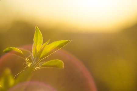 Spring is here bright rays of the setting sun on the background of blurred first greens with bright artifacts nature wakes up dissolve the first leaves on the branches Фото со стока