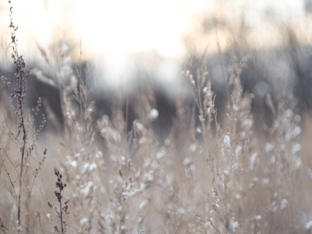 Winter background spikelets covered with a frost