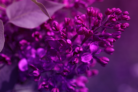 Macro view blossoming syringa lilac bush springtime landscape with bunch of violet flowers lilacs blooming plants background Stock Photo