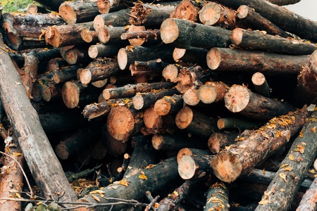 Cerca de troncos de madera apilados en el bosque de otoño