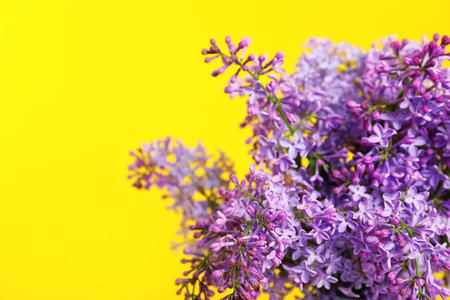 Blossoming lilac flowers on color background closeup space for text