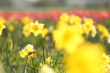 Field with fresh beautiful narcissus flowers on sunny day