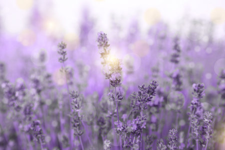 Beautiful blooming lavender field outdoors closeup view bokeh effect