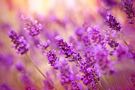 Beautiful lavender flowers Stock Photo