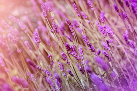 Beautiful lavender buds lavender flower