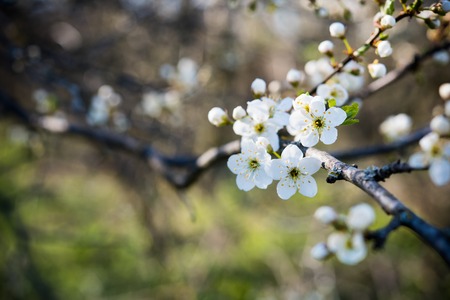 A branch of a blossoming apricot tree with white flowers orchard on a sunny spring day floral background with copy space