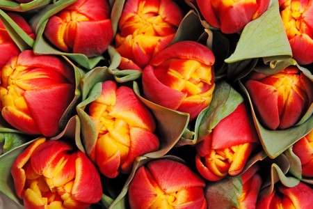 hermosos tulipanes rojos, fondo, textura  Foto de archivo