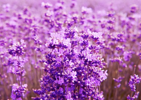 Lavender flowers lilac violet nature summer field background