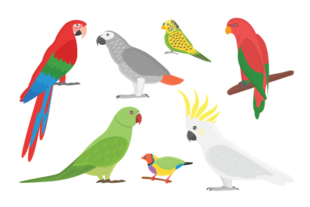 De dibujos animados de animales salvajes ilustración vectorial loro de aves tropicales.