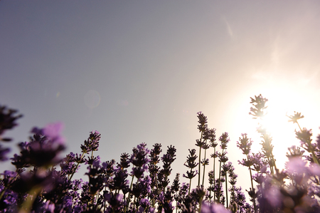 flores perfumadas bonitas da lavanda no crescimento no campo