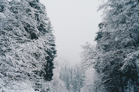 Trees covered with snow in the winter forest gloomy weather