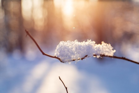 Close up of branches with flakes of snow with the dawn sun on the background christmas frosty morning winter landscape tranquil nature in sunlight in park