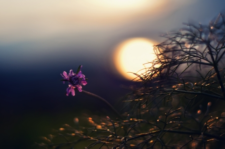 Purple small flower in sunlight skyline background