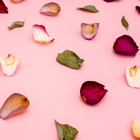 Los pétalos de rosa son hojas de color granate y verde sobre un fondo rosa. La vista desde arriba. Foto de archivo