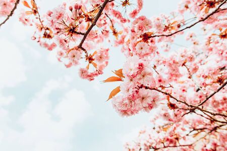 Hermosas flores rosadas de Sakura, flor de cerezo durante la primavera contra el cielo azul, imagen tonificada con fuga de sol