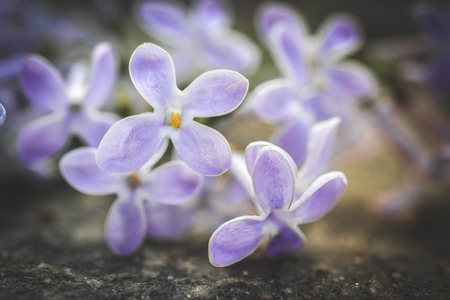 Branch of purple lilac flowers close up on the ground Stock Photo