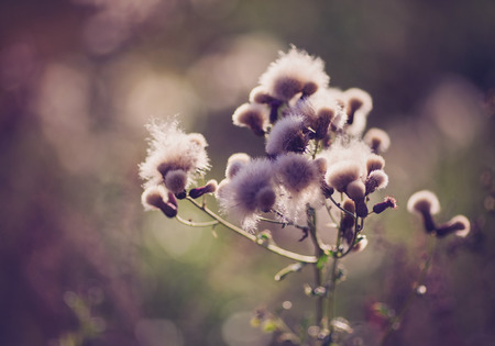 Fall and autumn landscape scenery with thistle and wildflowers