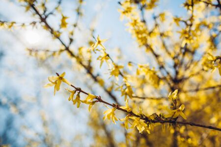 Arbusto de flores amarillas. Forsythia floreciente en primavera sobre fondo de cielo. Naturaleza en flor. textura flores Foto de archivo