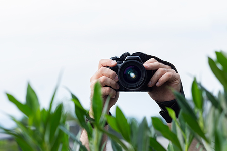 Man taking pictures from behind the bushes camera in his hands Stock Photo