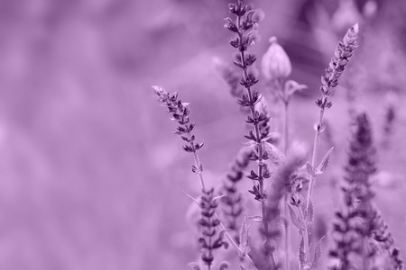 Wild flowers Stock Photo