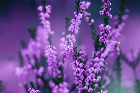 Creative background small flowers on a tinted gentle background in the open air spring summer border pattern floral background air artistic image free space the nature of the concept Stock Photo