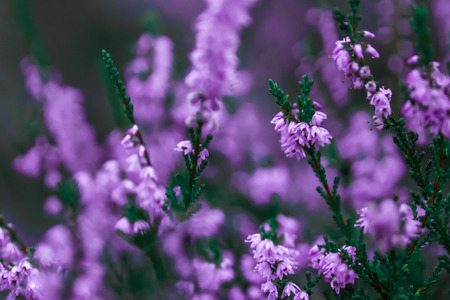 Creative background small flowers on a gentle background in the open air spring summer border pattern floral background air artistic image free space the nature of the concept