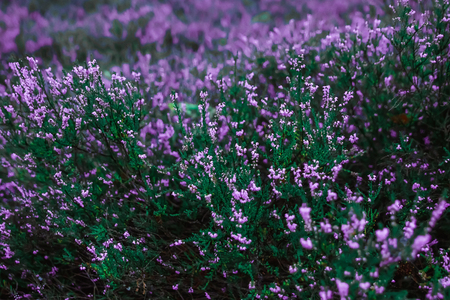 Fundo criativo, pequenas flores em um fundo suave ao ar livre. Verão de primavera, fundo floral de padrão de fronteira. Imagem artística de ar, espaço livre. A natureza do conceito.