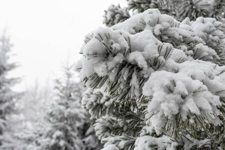 Snow on tree in countryside