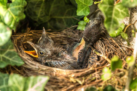 Nido de pájaro con crías a principios de verano turdus merula starling alimenta a los polluelos el mirlo es un ave que vive en toda Europa