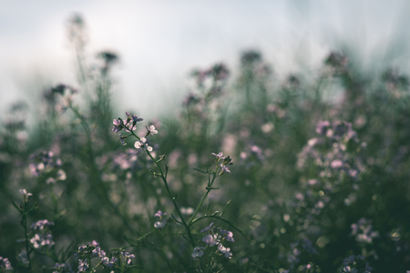 Closeup of beautiful green plants with blur background nature vintage green look