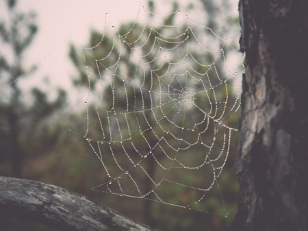 The spider web cobweb closeup background retro vintage style look Stock Photo