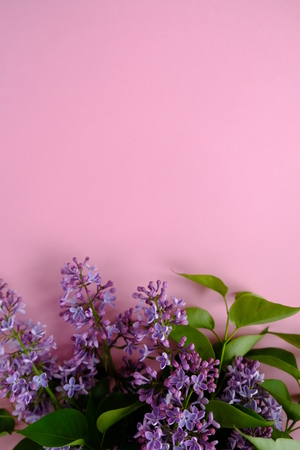 Lilac colorful purple lilacs blossoms with green leaves lilac background texture lilac wallpaper no sharpen copy space for text and frame with flowers