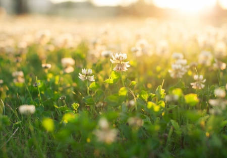 White clover Stock Photo