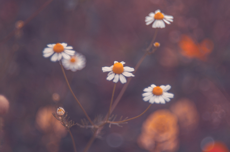 Floral background blurred