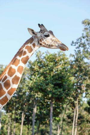 El hábitat de una jirafa generalmente se encuentra en sabanas africanas, praderas o bosques abiertos. cara de jirafa Foto de archivo