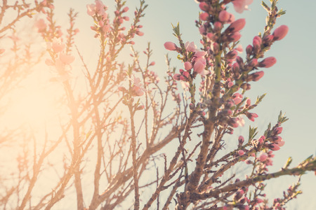 Floração de galhos de árvores com flores cor-de-rosa na luz solar